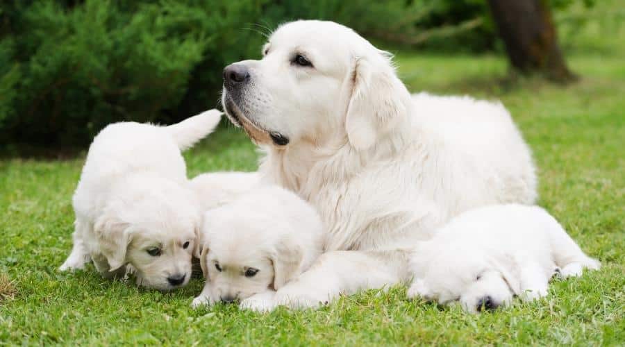 Golden Retriever dog with puppies laying in the grass.