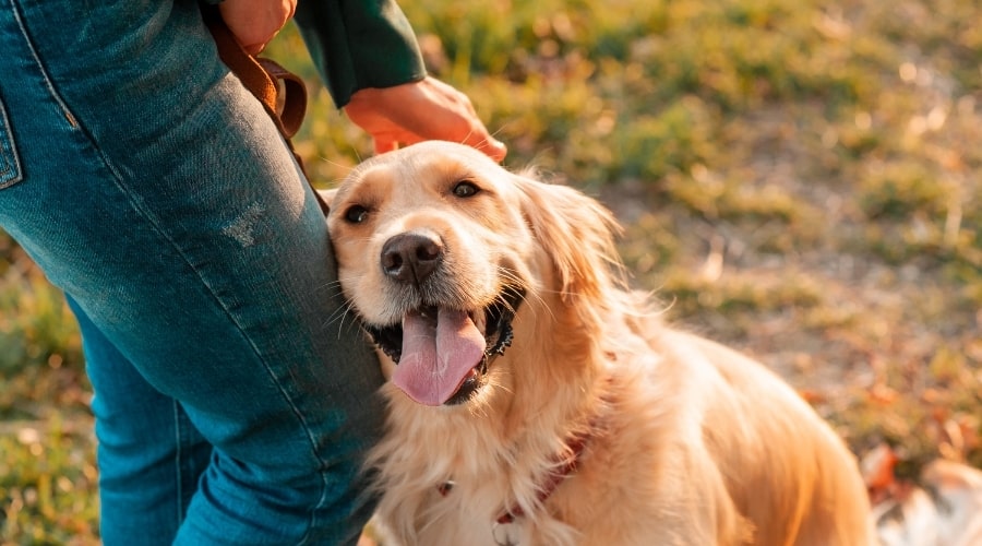 Golden Retriever Happily Greeting a Human