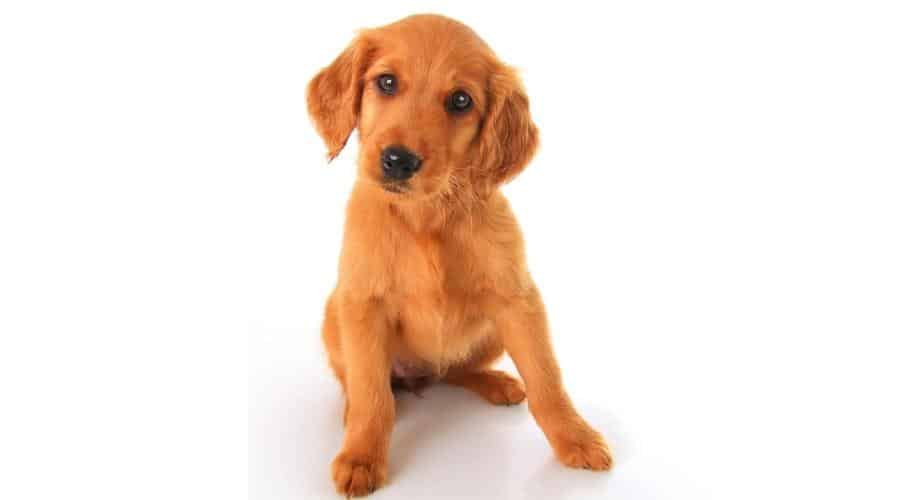 Golden Retriever-Irish Setter Mix Breeders and Puppy Costs