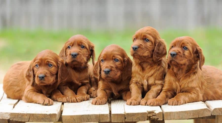 Golden Retriever-Irish Setter Mix Coat and Colors