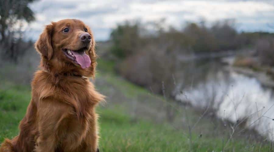 Golden Retriever-Irish Setter Mix Exercise