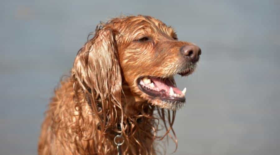 Golden Retriever-Irish Setter Mix Grooming