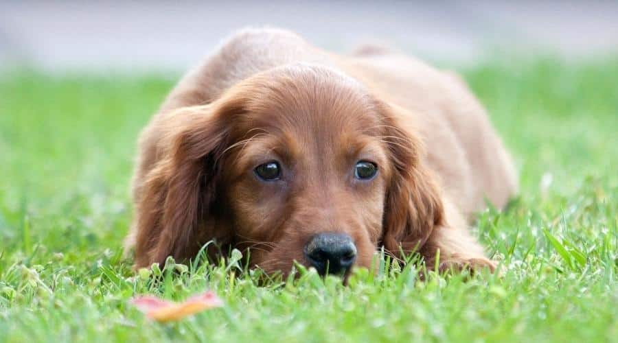 Golden Retriever-Irish Setter Mix Health