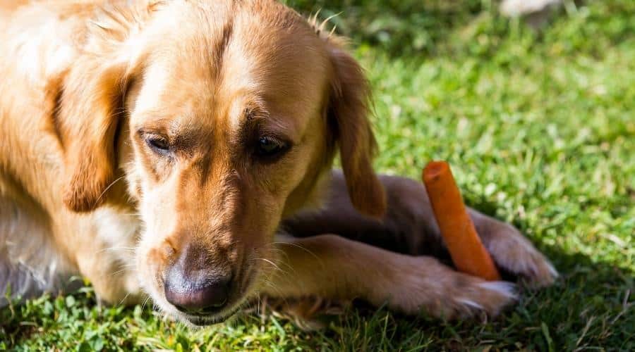 Golden Retriever-Irish Setter Mix Nutrition