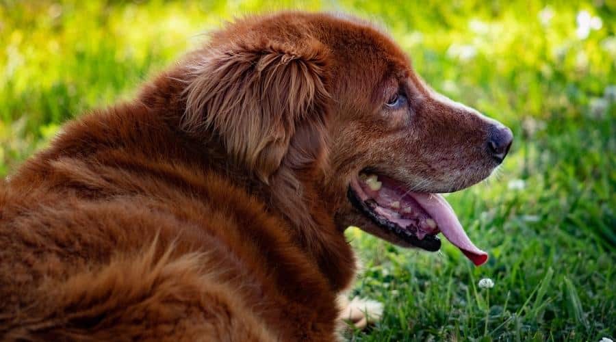 Golden Retriever-Irish Setter Mix Rescues and Shelters
