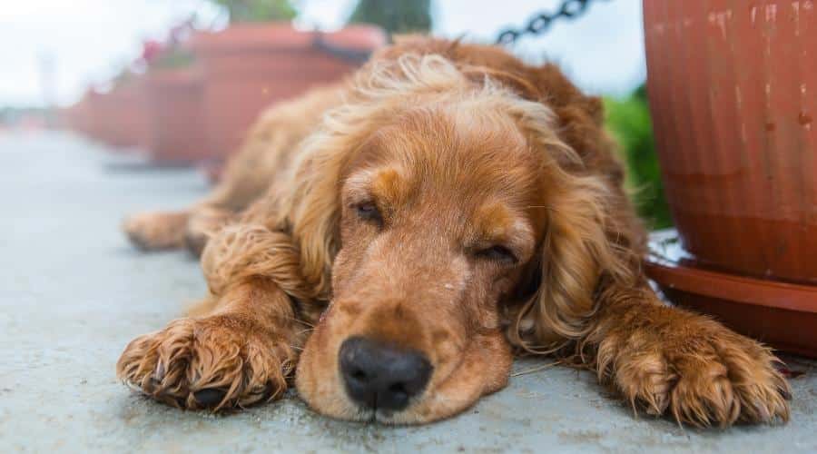 Golden Retriever-Irish Setter Mix Size and Appearance