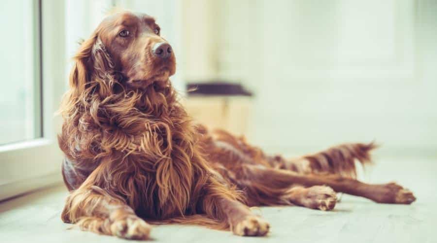 Golden Retriever-Irish Setter Mix Temperament