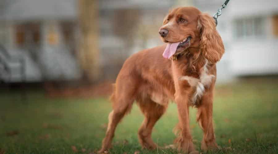 Golden Retriever-Irish Setter Mix Training