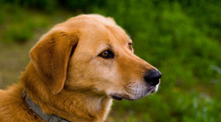 Golden Retriever Lab mix at Dog Park