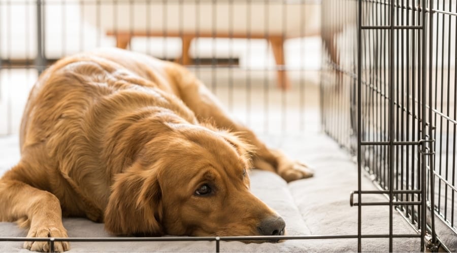 Golden Retriever laying in a crate.