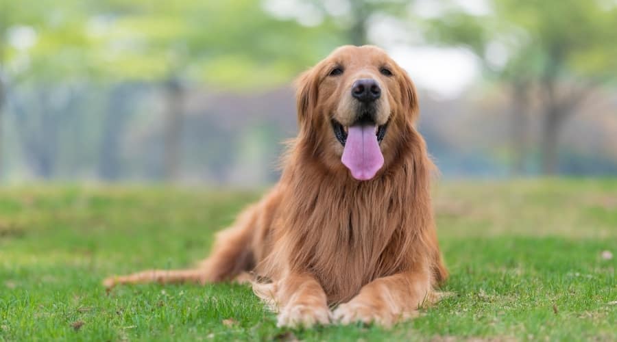 Golden Retriever Laying in Grass