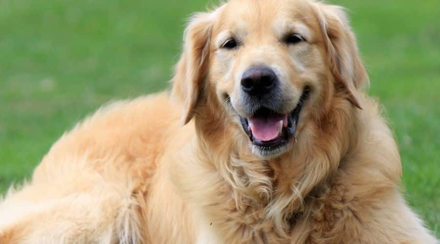 Golden Retriever in grass.
