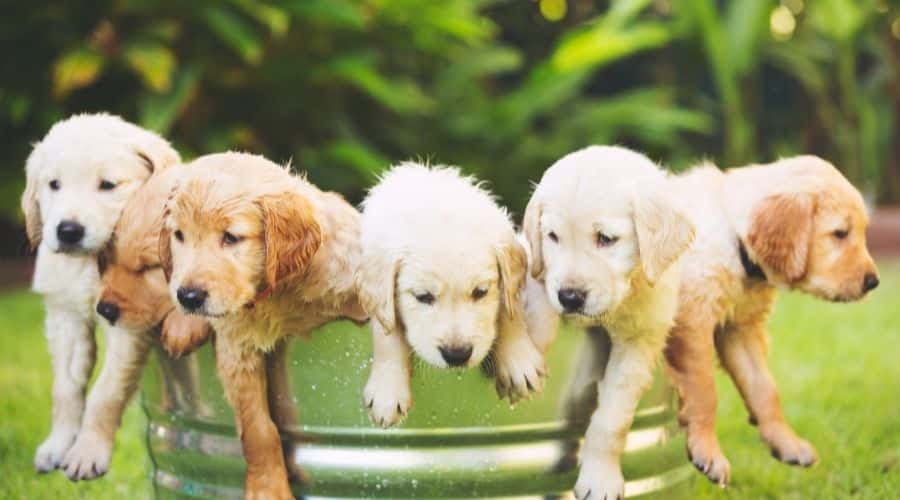 Golden Retriever litter of puppies in a tin bucket