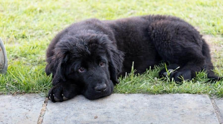 Purebred black newfoundland puppy laying on the grass