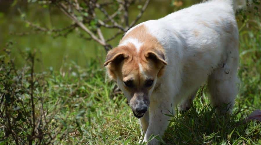 Cute puppy dog on the green forest, star dog, my honey dog, super cute pet dog, my loving pet, very cute puppy, super mixed dogs, nature dogs, hunting per, hunting pet, my pet is hunting something
