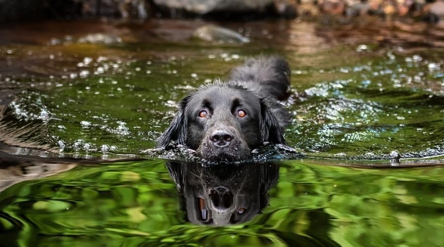 A black Newfoundland and Golden Retriever mixed-breed dog swimming in a lake.