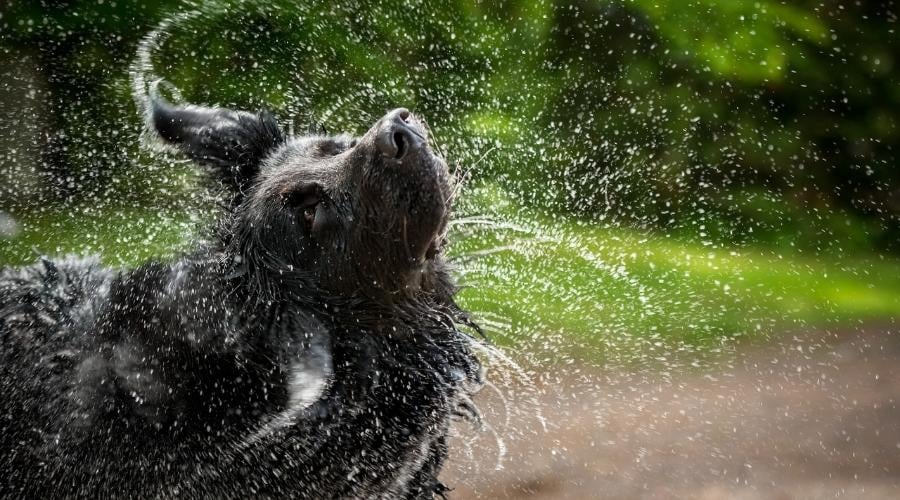 A black Newfoundland and Golden Retriever mixed-breed dog shakes water from his head.
