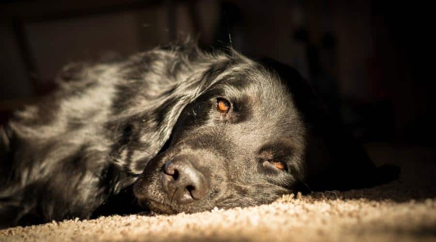 A black Newfoundland and Golden Retriever mixed-breed dog rests on the carpet in a beam of sunlight.