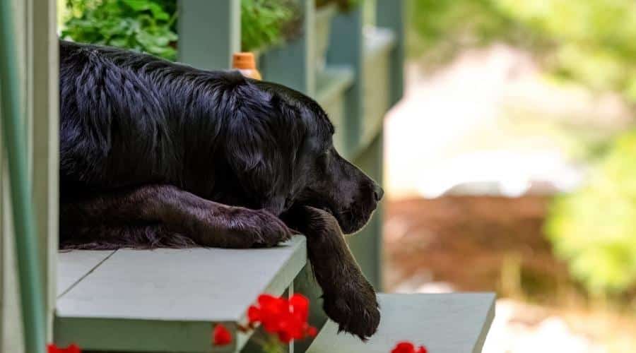 A black golden retriever and Newfoundland mixed-breed dog laying on porch steps behind red geranium flowers.