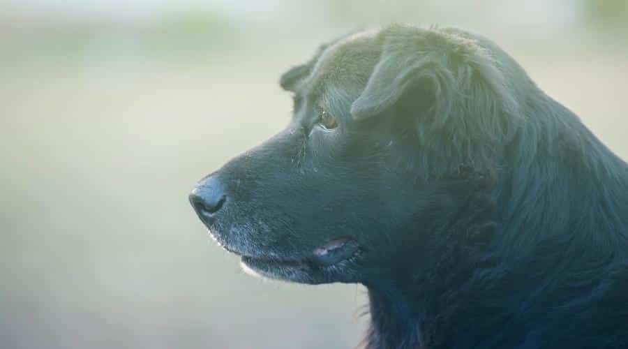 dog Golden Black