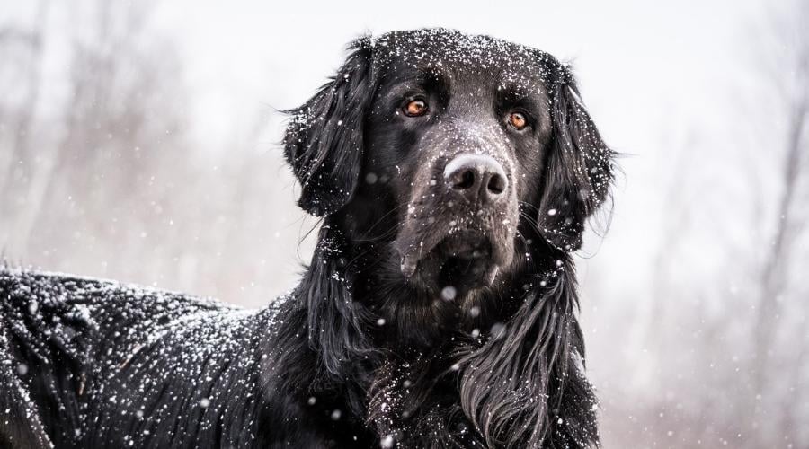 A snow-covered black Newfoundland and Golden Retriever mix dog alert on a dock during a snow storm.