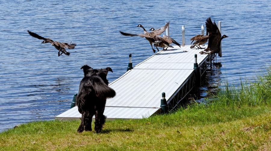 A black golden retriever and Newfoundland mixed-breed dog chasing Canada geese off a dock.