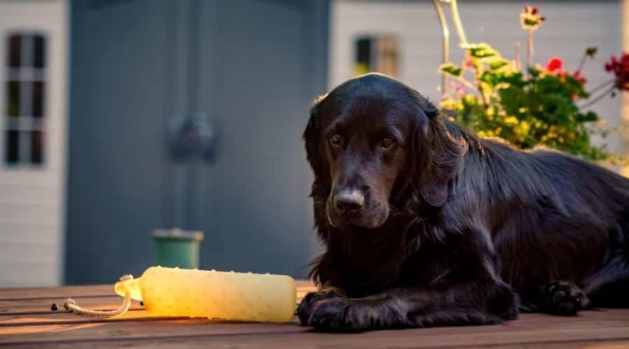 A black golden retriever and Newfoundland mixed-breed dog back-lit by morning sun with his retrieving dummy.