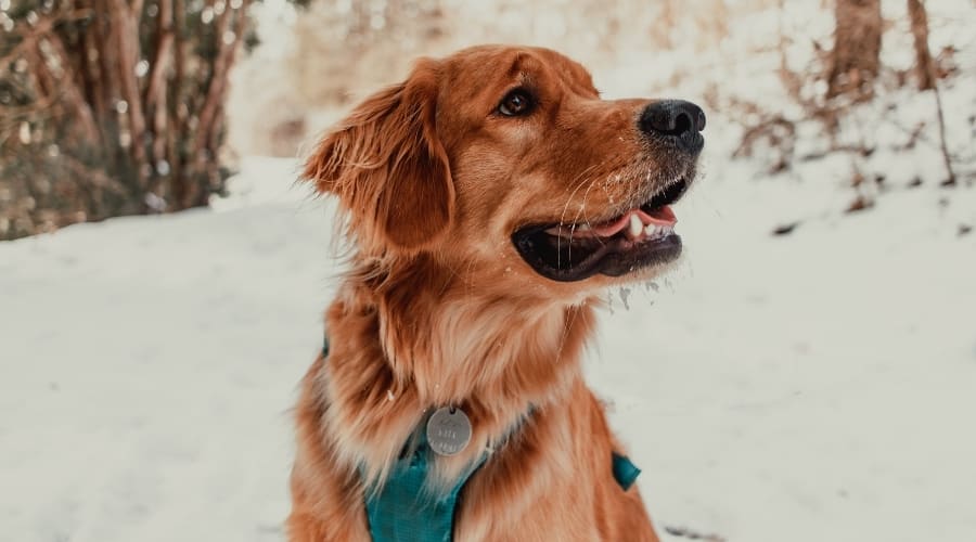Golden Retriever Outdoors in Snow