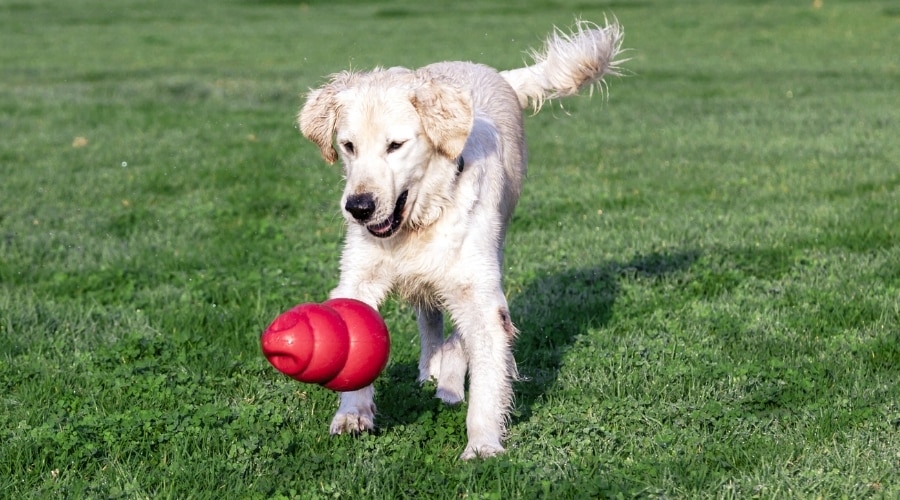Golden Retriever with Kong Tennis Ball