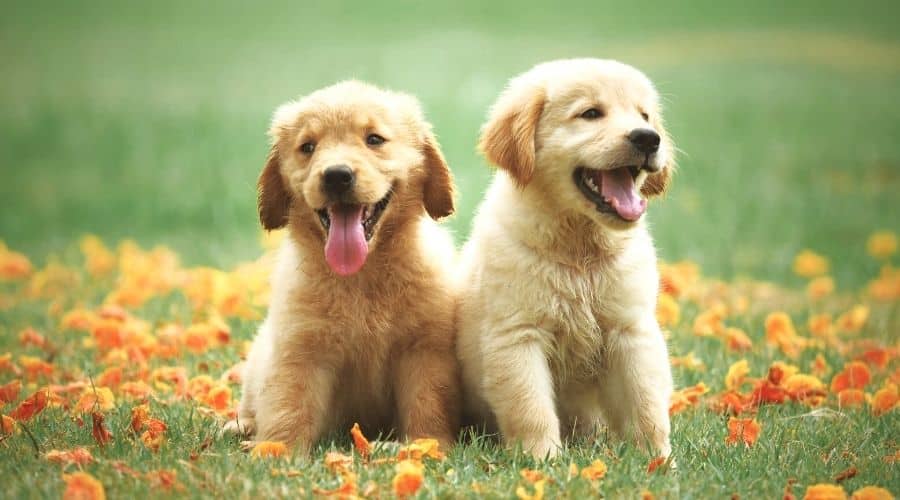 Two Golden Retriever puppies in field