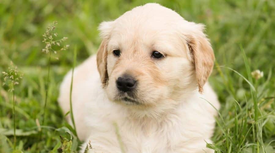 Golden Retriever Puppy in the grass