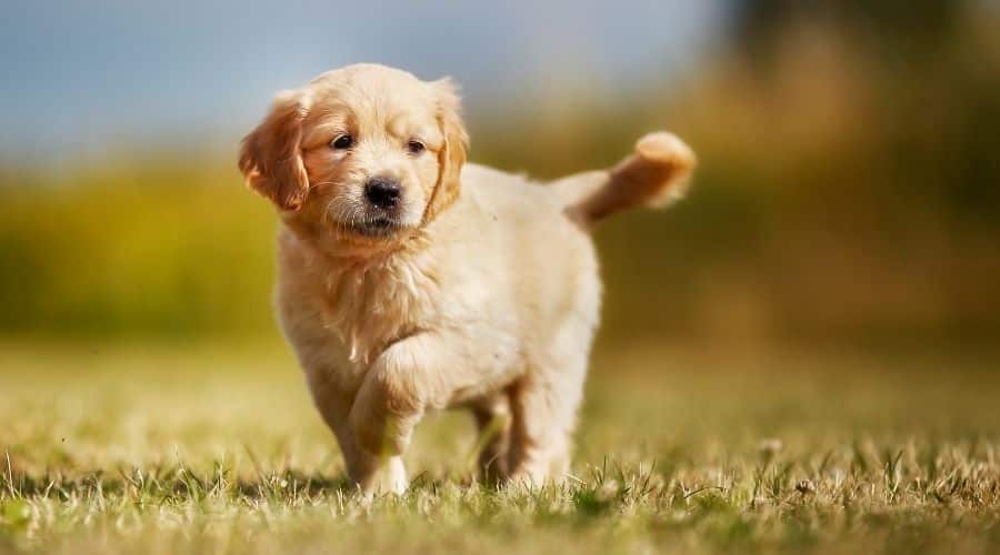 Golden Retriever puppy in grass