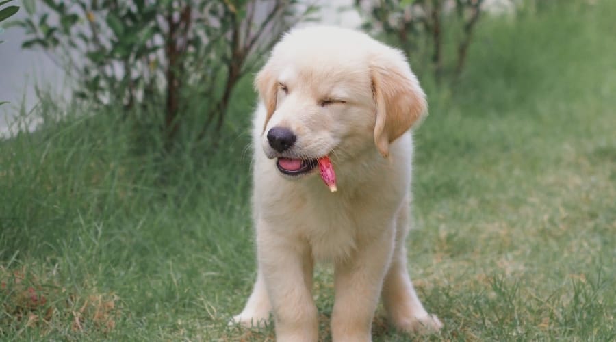 Golden Retriever Puppy Eating Red Tropical Flower