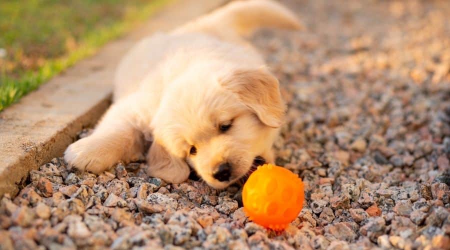 Retriever puppy with orange ball