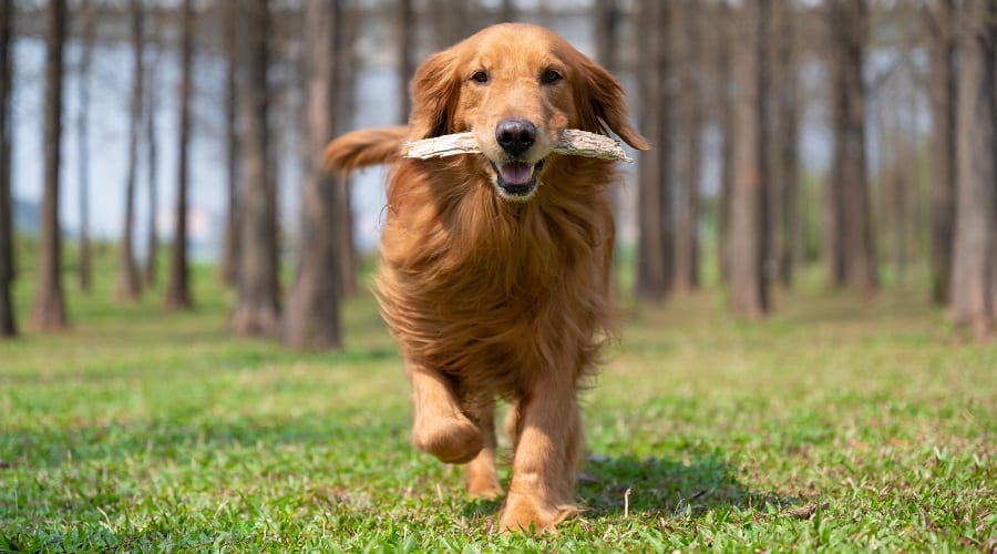 Golden Retriever Running