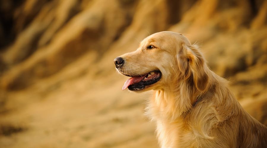 Golden Retriever Shedding Season