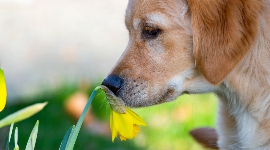 Golden Retriever Smelling Yellow Flower