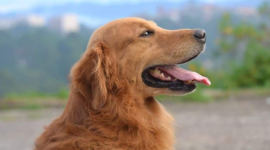 Golden Retriever Smiling