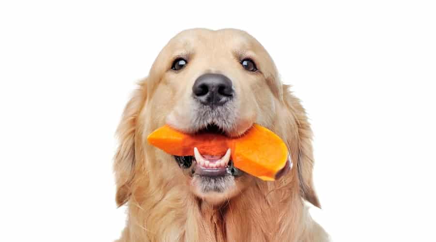 Golden Retriever With Slice of Gourd in its Mouth