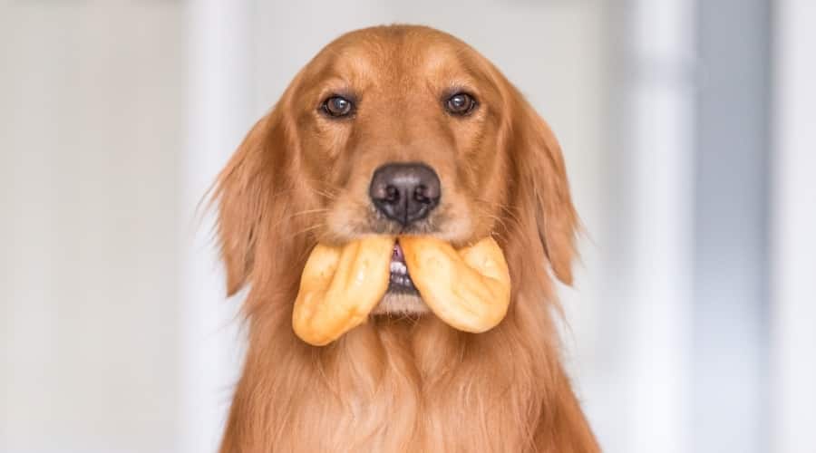 Golden Retriever With Two Sweet in His Mouth