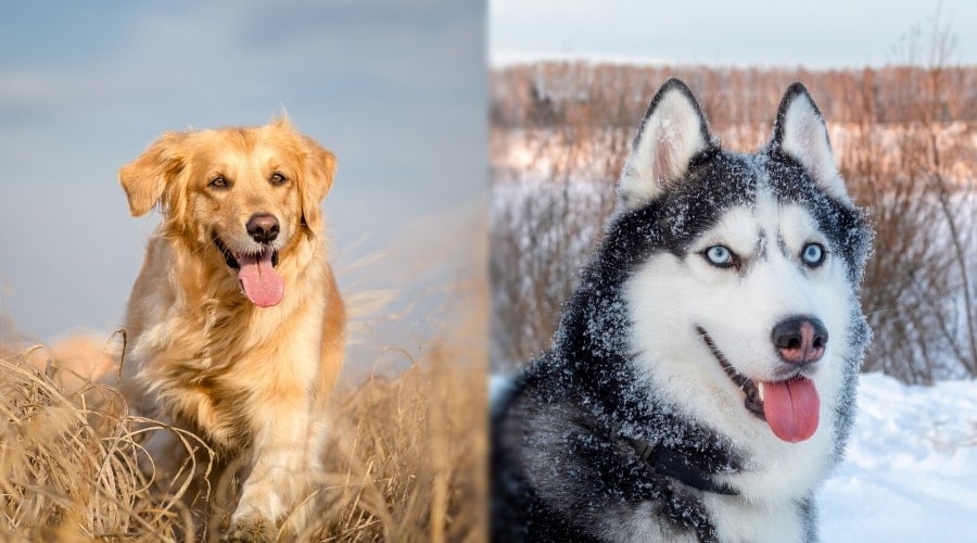 Golden Retriever and Husky Exercising