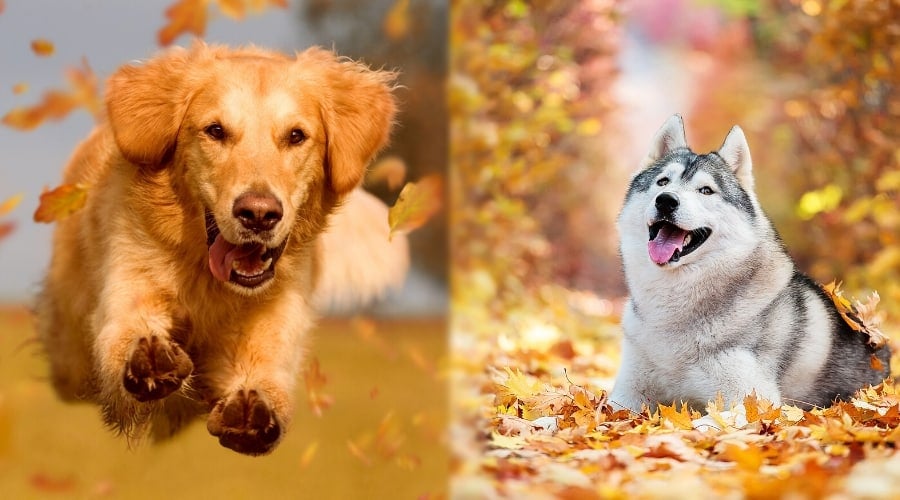 Golden Retriever and Husky Playing in Leaves