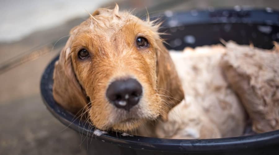 Golden Retriever bathing