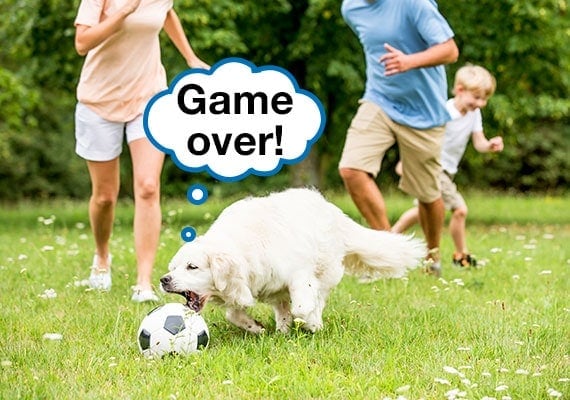 Golden Retriever chasing soccer ball while family is kicking it around a grassy field