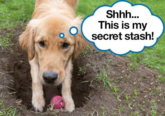 Golden Retriever hiding treat dispensing toy in hole that is dug in yard with speech bubble