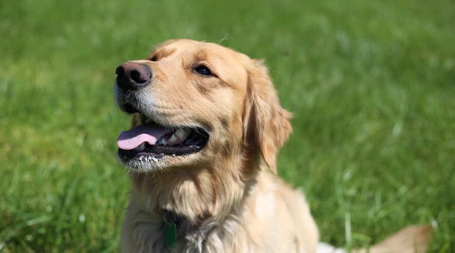 Golden Retriever in Grass