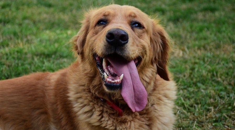 Golden Retriever in Grass