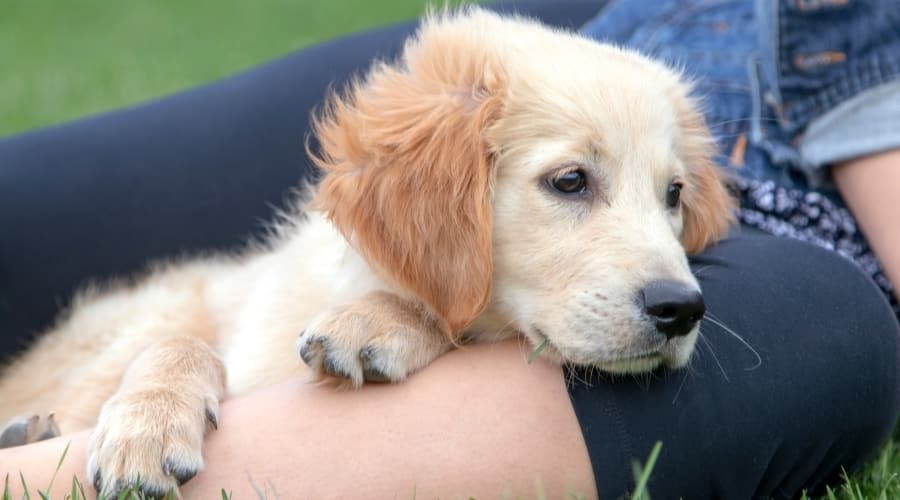 Golden Retriever in Lap of Owner