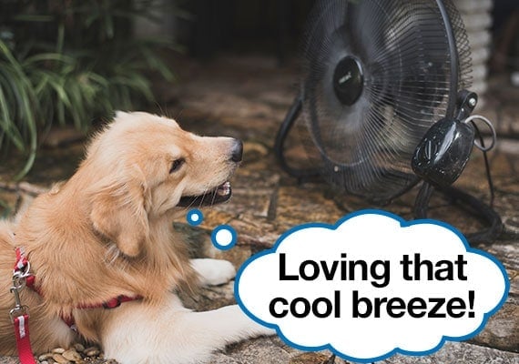 Golden Retriever laying in front of circulating fan using the breeze to cool off
