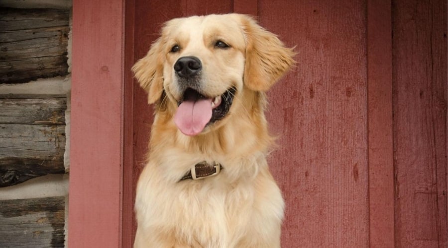 Golden Retriever on Porch